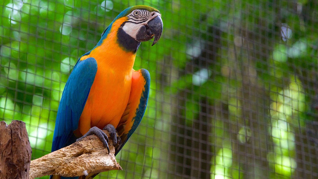 Parque de Las Aves