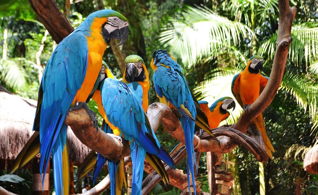 Parque de Las Aves